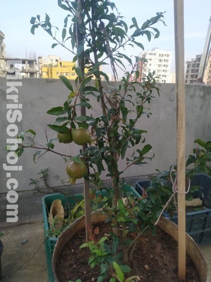 Roof top plants with gardening soil & appropriate drum